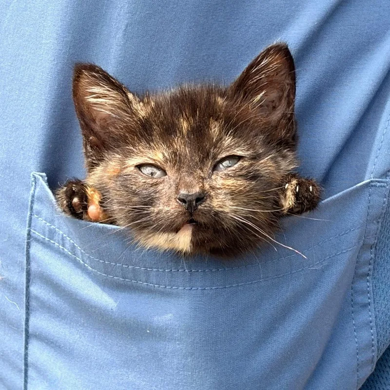 A baby small-sized female Tortoiseshell Domestic Short Hair cat named Lettie for adoption in Chillicothe, IL
