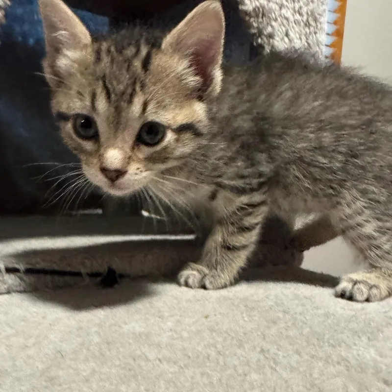 A baby medium-sized female Tabby (Brown / Chocolate) Domestic Short Hair cat named Lily for adoption in Charles City, IA