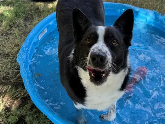 An adult medium-sized female Australian Cattle Dog / Blue Heeler dog named Snoopy for adoption in Tulsa, OK