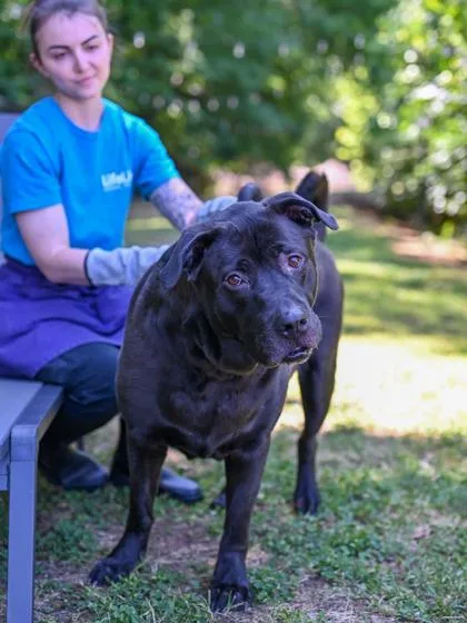 An adult extra large-sized male Mixed Breed dog named Jessie O for adoption in Chamblee, GA