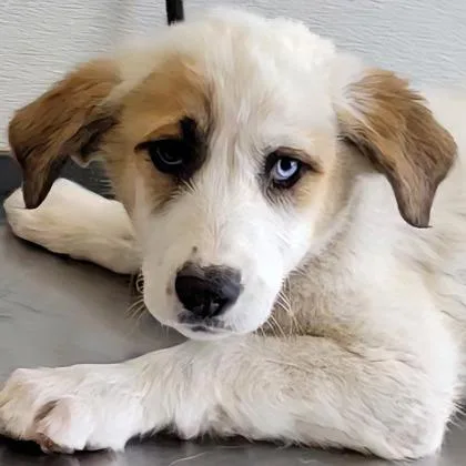 A young large-sized female Siberian Husky dog named Smore for adoption in Phoenix, AZ