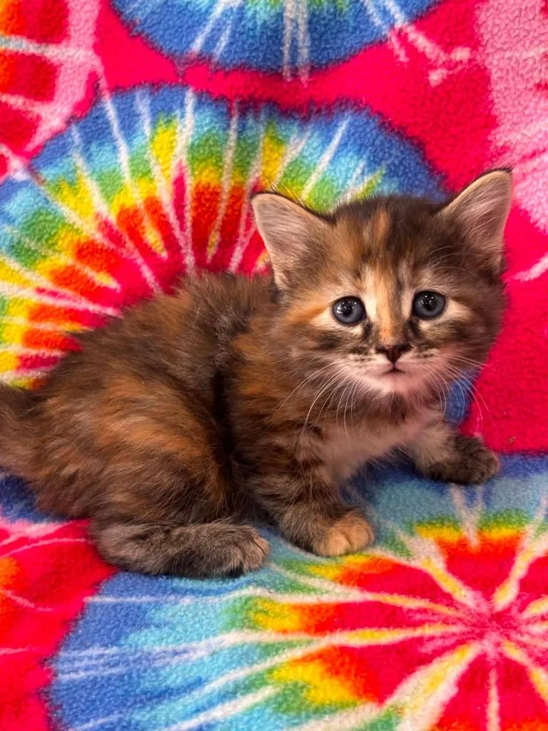 A baby small-sized female Domestic Medium Hair cat named Harley for adoption in Warrenton, NC