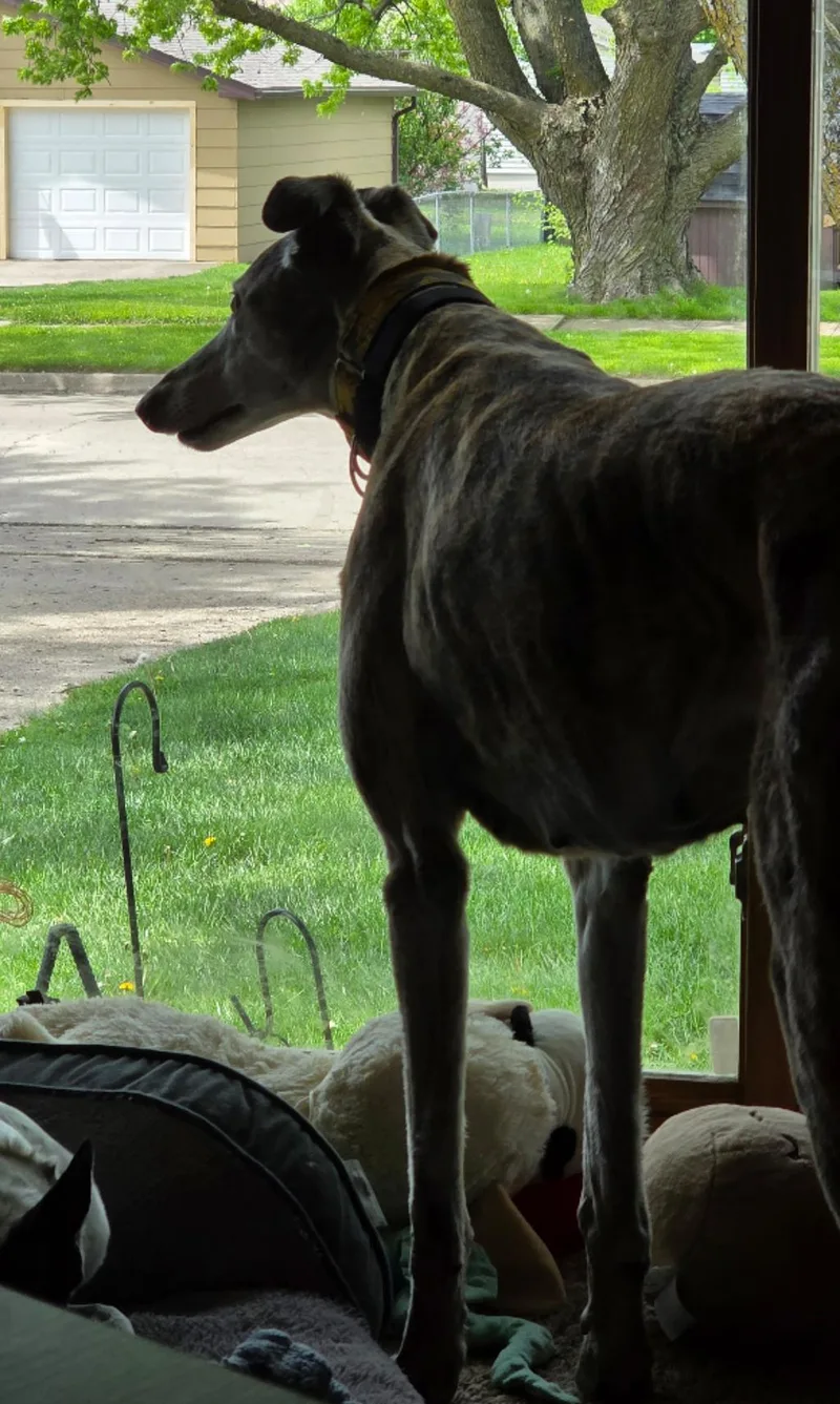 A senior large-sized female Greyhound dog named Tiara for adoption in Bondurant, IA