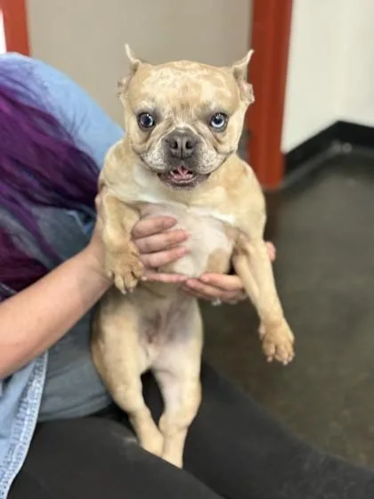 An adult small-sized female Mixed Breed dog named Fergie for adoption in Memphis, TN