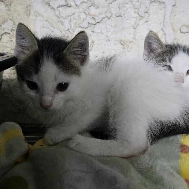 A baby small-sized male White Domestic Short Hair cat named Knox for adoption in Sioux Falls, SD
