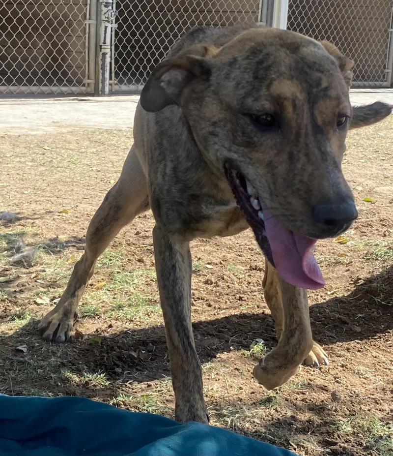 A young medium-sized female Black German Shepherd Dog dog named Maya for adoption in Phoenix, AZ