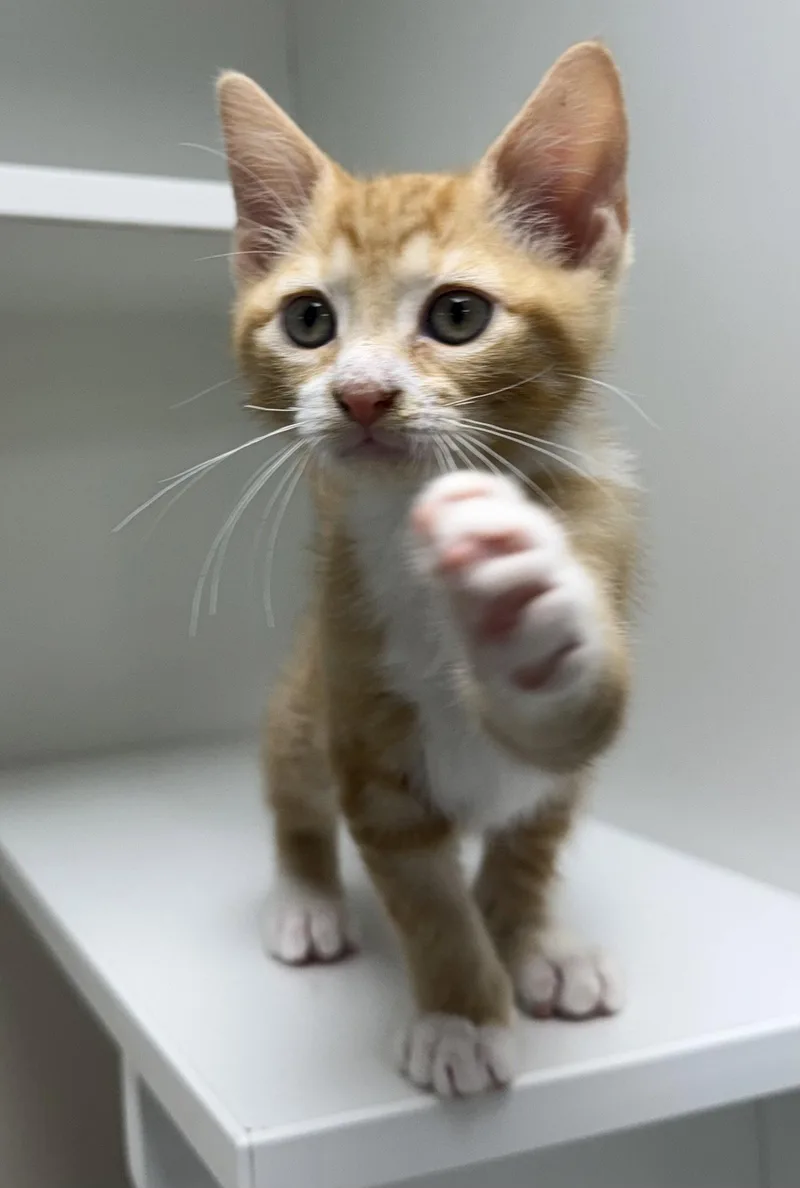 A young medium-sized male Orange & White Domestic Short Hair cat named Nanji for adoption in Satellite Beach, FL