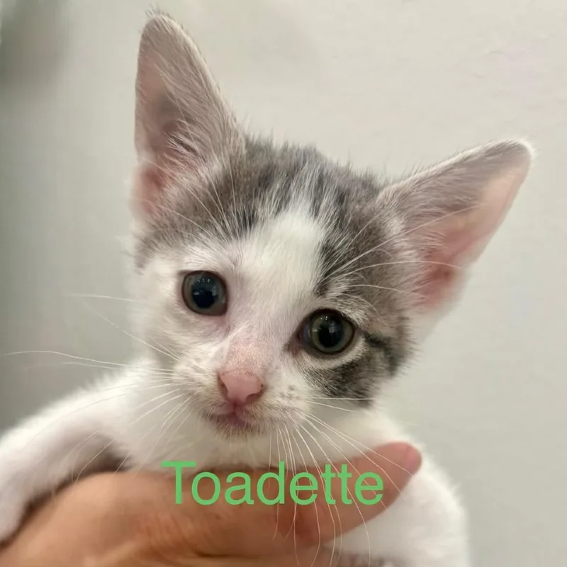 A baby small-sized female White Domestic Short Hair cat named Toadette for adoption in League City, TX