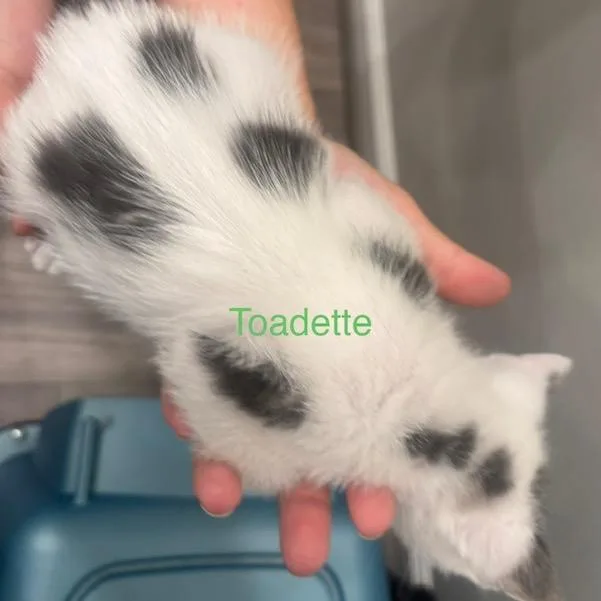 Toadette thumbnail 2