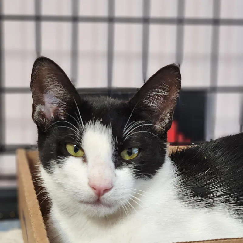 A young medium-sized male Black & White / Tuxedo Domestic Short Hair cat named Bobbie for adoption in Sudbury, MA