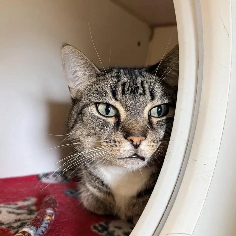An adult small-sized female Brown / Chocolate Domestic Short Hair cat named Pauline for adoption in Fargo, ND