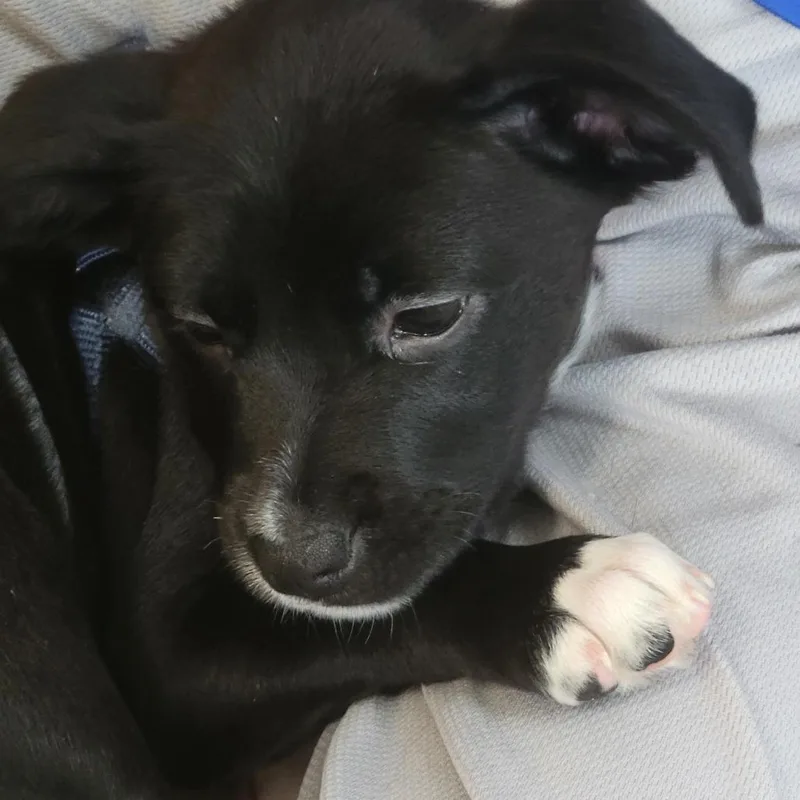 A baby medium-sized female Black Terrier dog named Astra for adoption in Fairfax Station, VA