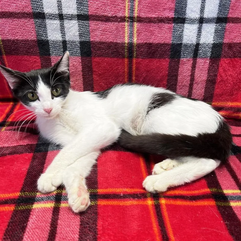 Mama Scrunchie thumbnail 2