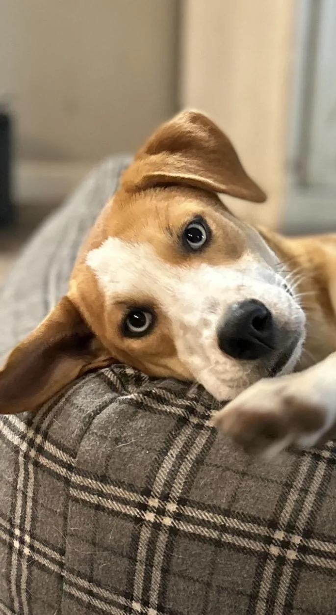 A young medium-sized female White / Cream Jack Russell Terrier dog named Presley for adoption in conroe, TX