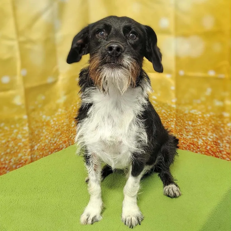 A young small-sized male Black Terrier dog named Rusty for adoption in Griswold, CT