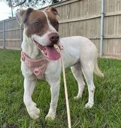 A young medium-sized female White / Cream Pointer dog named Nannie for adoption in Sudbury, MA
