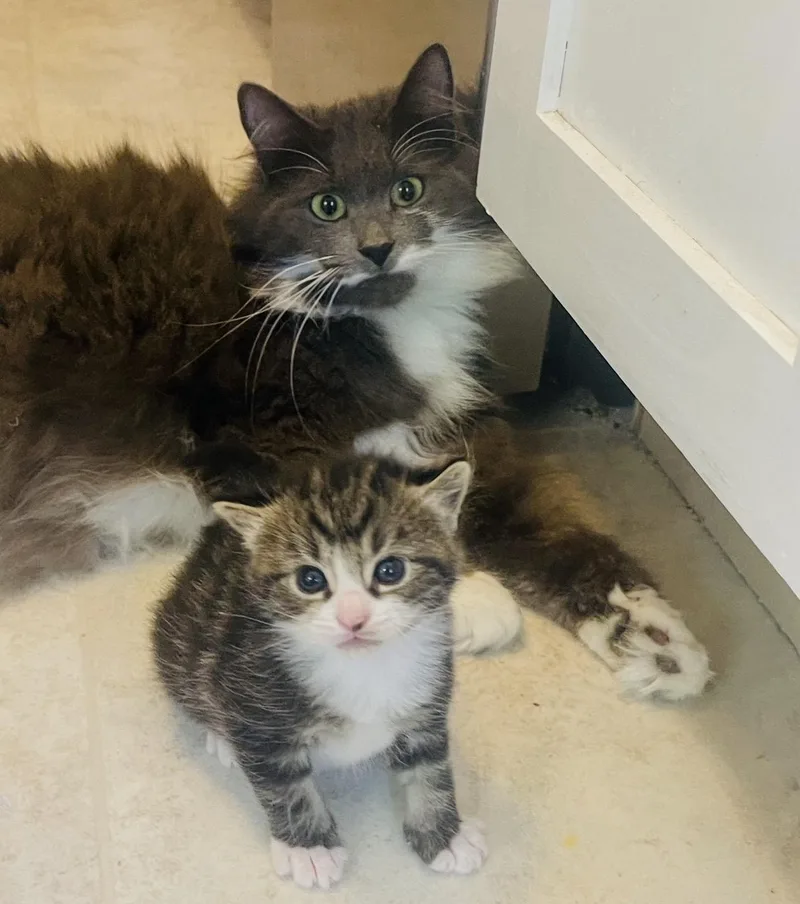 An adult medium-sized female Gray & White Domestic Long Hair cat named Willow for adoption in Gainesville, GA
