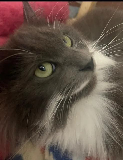 Willow thumbnail 4