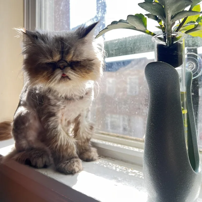 A young small-sized female Lilac Point Persian cat named Colette for adoption in Philadelphia, PA