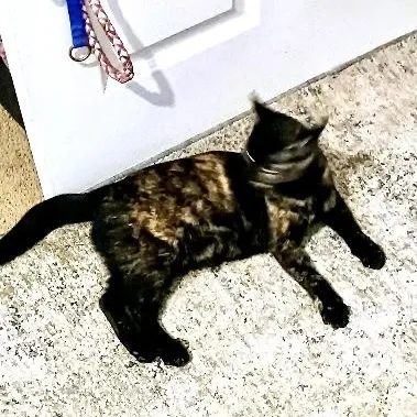 A young medium-sized female Tortoiseshell American Shorthair cat named Shelby for adoption in Mission Viejo, CA