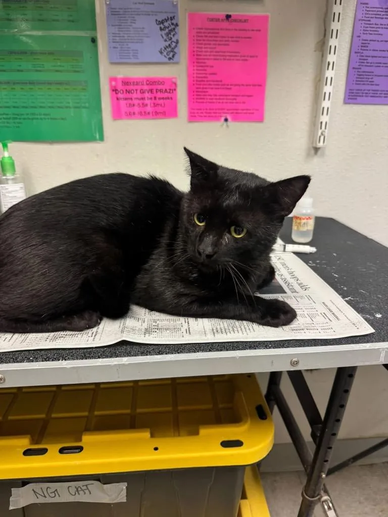 A young medium-sized male Domestic Short Hair cat named Jimmy Buffett for adoption in Sorrento, LA