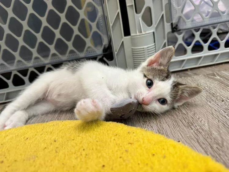 A baby medium-sized male Gray & White American Shorthair cat named Will for adoption in Richardson, TX