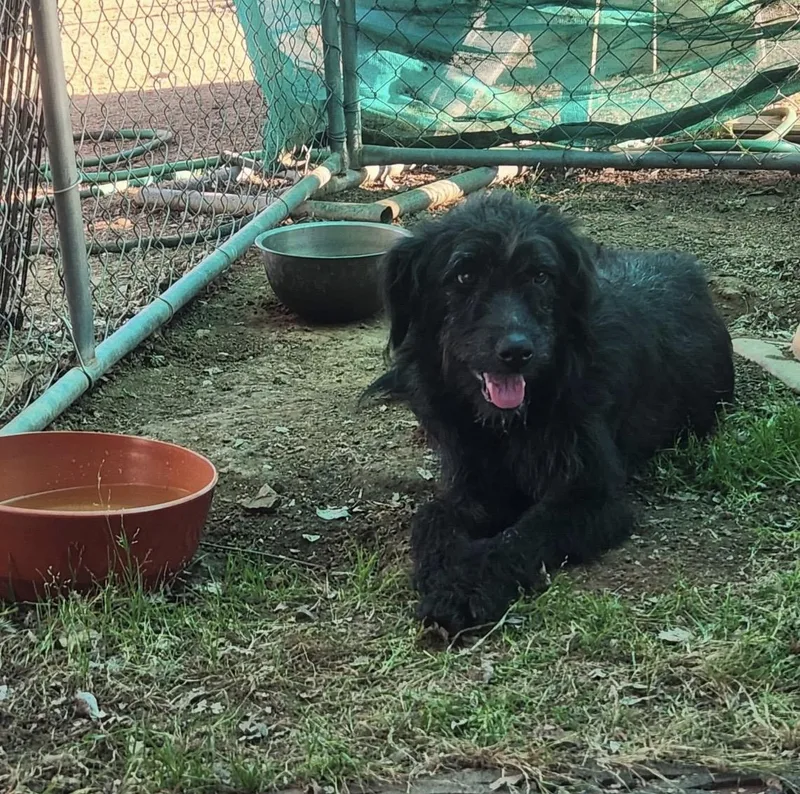 An adult medium-sized female Bicolor Standard Poodle dog named Matilda for adoption in Sonora, CA