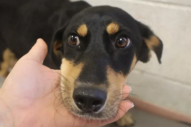 A young medium-sized female Mixed Breed dog named Star for adoption in Columbia, SC