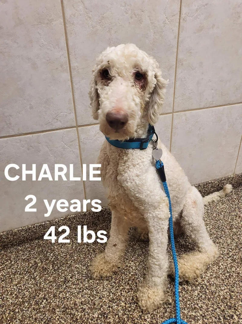 Charlie thumbnail 2