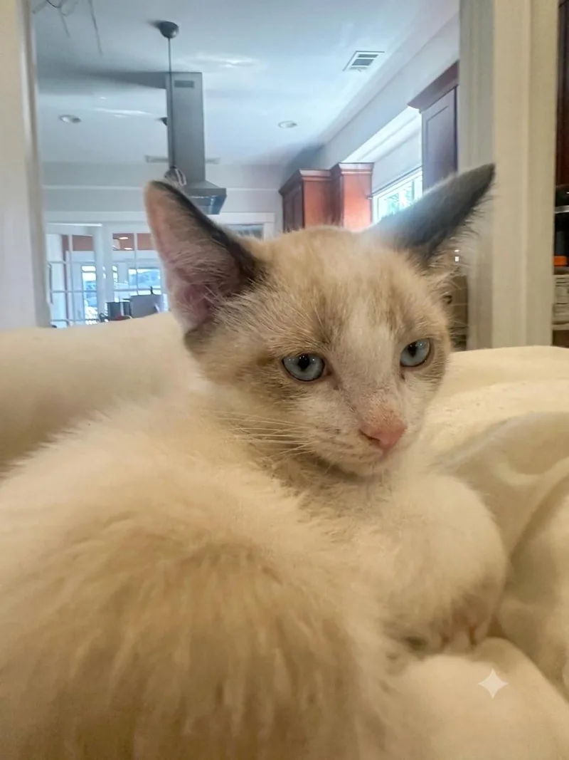 A baby medium-sized male Buff / Tan / Fawn Siamese cat named Caramel for adoption in Campbell, CA
