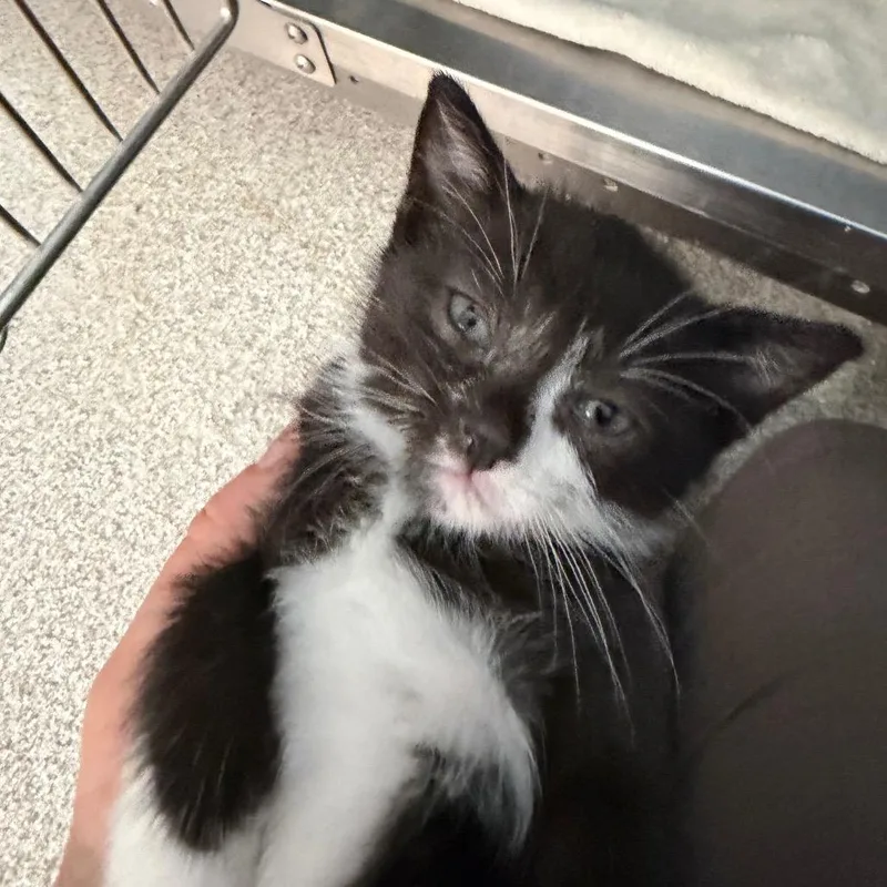 A baby small-sized female Black Domestic Short Hair cat named Sutton for adoption in Englewood, FL