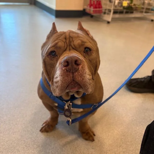A senior large-sized male American Bulldog dog named Cuervo for adoption in Boston, MA