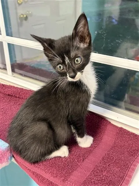 A baby small-sized male Domestic Short Hair cat named Tubs for adoption in Statesville, NC