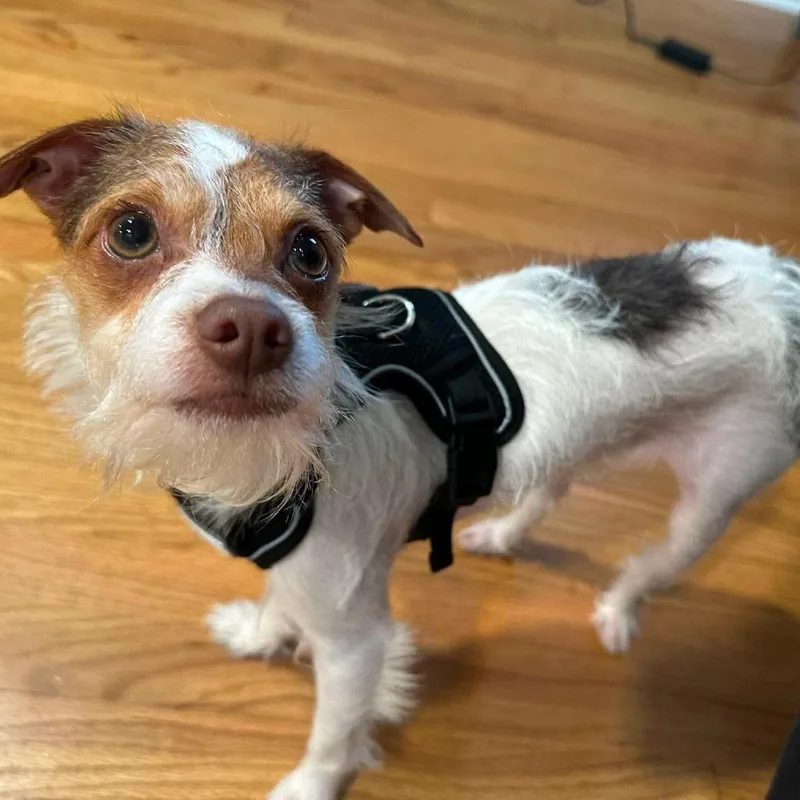 A young small-sized male White / Cream Jack Russell Terrier dog named Lorax for adoption in Jarrettsville, MD