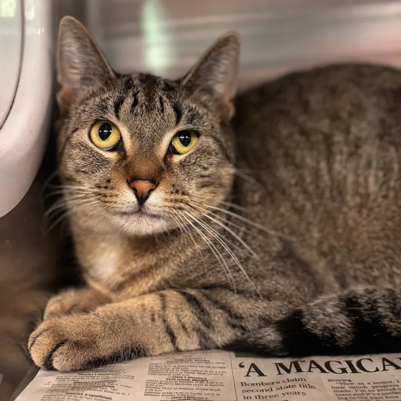 A young medium-sized female Brown / Chocolate Domestic Short Hair cat named Gertrude for adoption in Belleville, IL