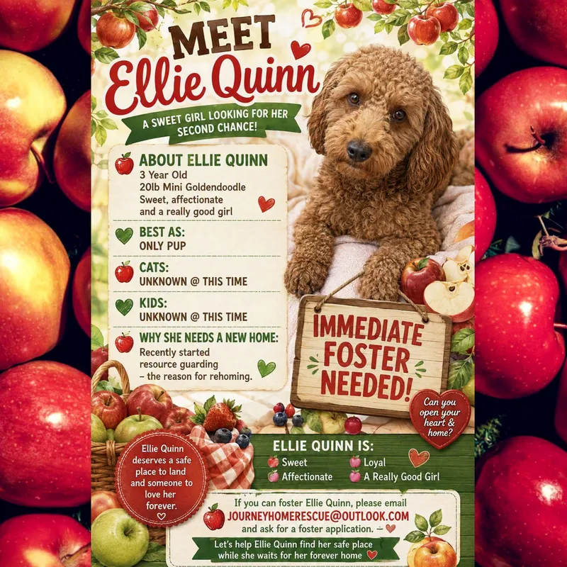 An adult small-sized female Golden Goldendoodle dog named Ellie Quinn for adoption in East Wenatchee, WA