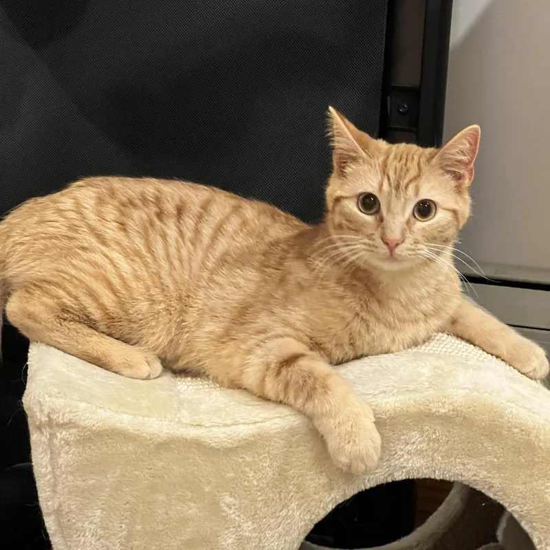 A young medium-sized male Orange / Red Domestic Short Hair cat named Blade for adoption in Staten Island, NY