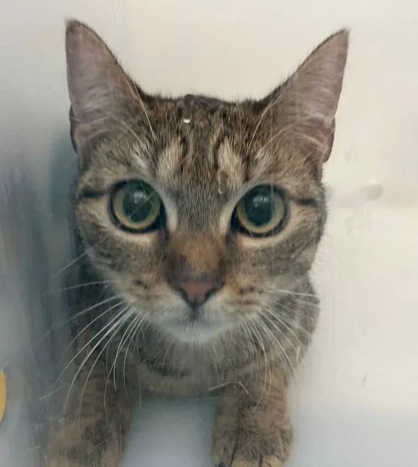 A young medium-sized female Domestic Short Hair cat named Finley for adoption in Staten Island, NY