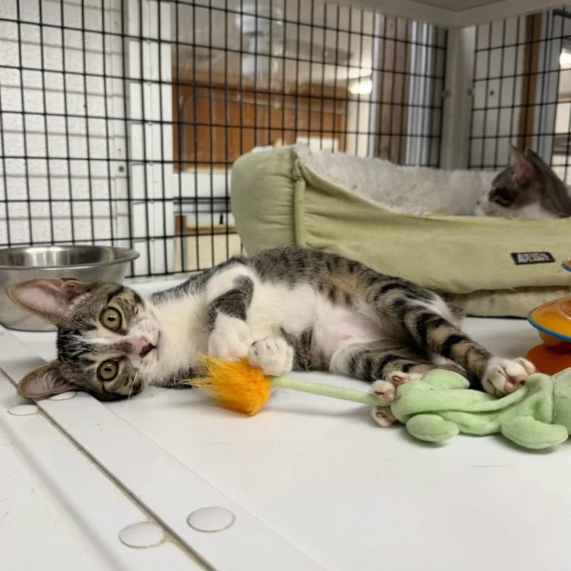 A baby medium-sized female Tabby (Brown / Chocolate) Tabby cat named Dolly for adoption in Kingwood, TX