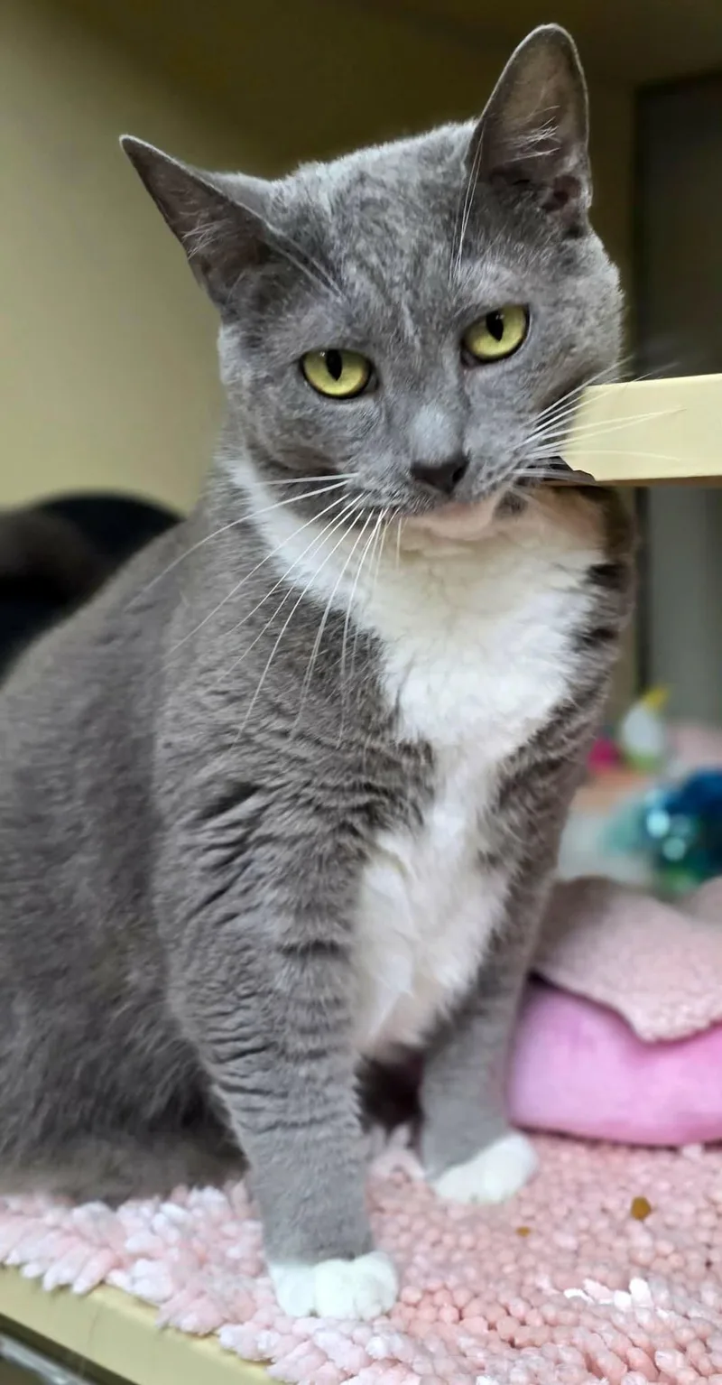 An adult large-sized female Gray & White Domestic Short Hair cat named Vivian for adoption in New Castle, PA