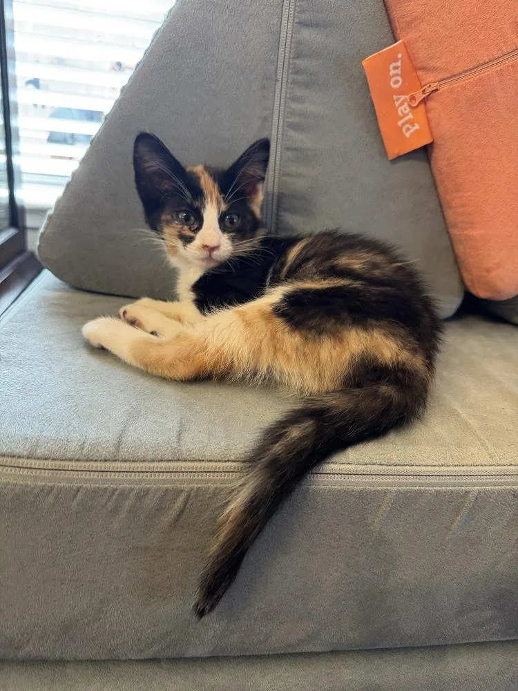 A baby small-sized female Domestic Short Hair cat named Coconut for adoption in Oakdale, CA