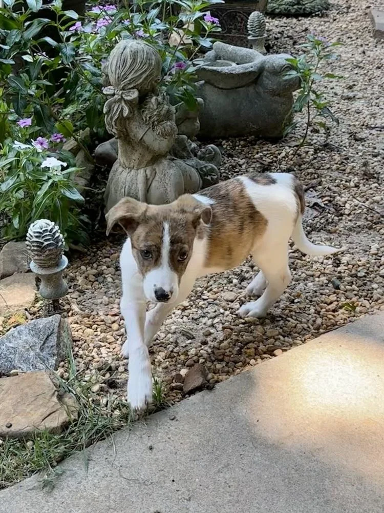 A baby medium-sized male Mixed Breed dog named Everest for adoption in Milton, GA
