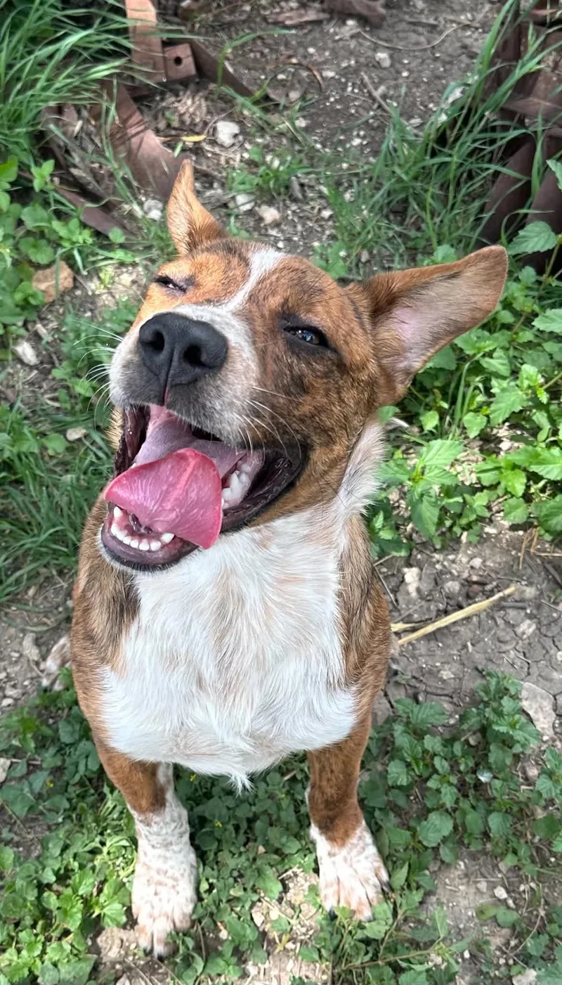 A baby medium-sized male Brindle Australian Cattle Dog / Blue Heeler dog named Arby for adoption in Marion, TX