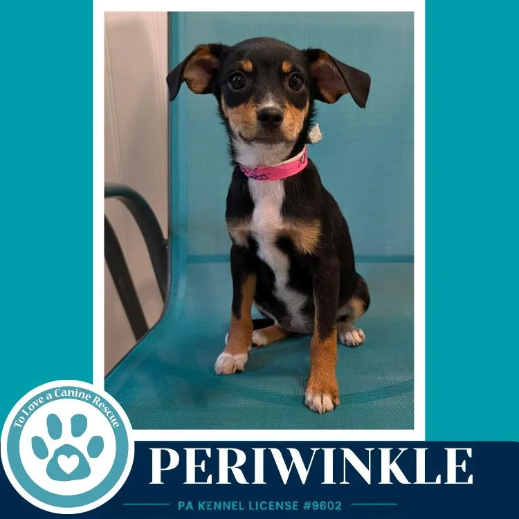 Periwinkle