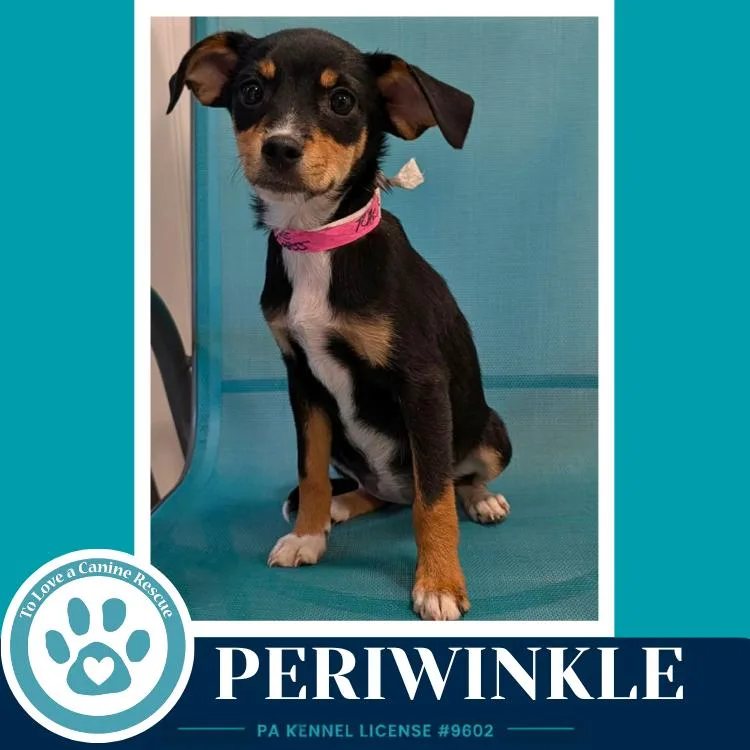 Periwinkle thumbnail 2