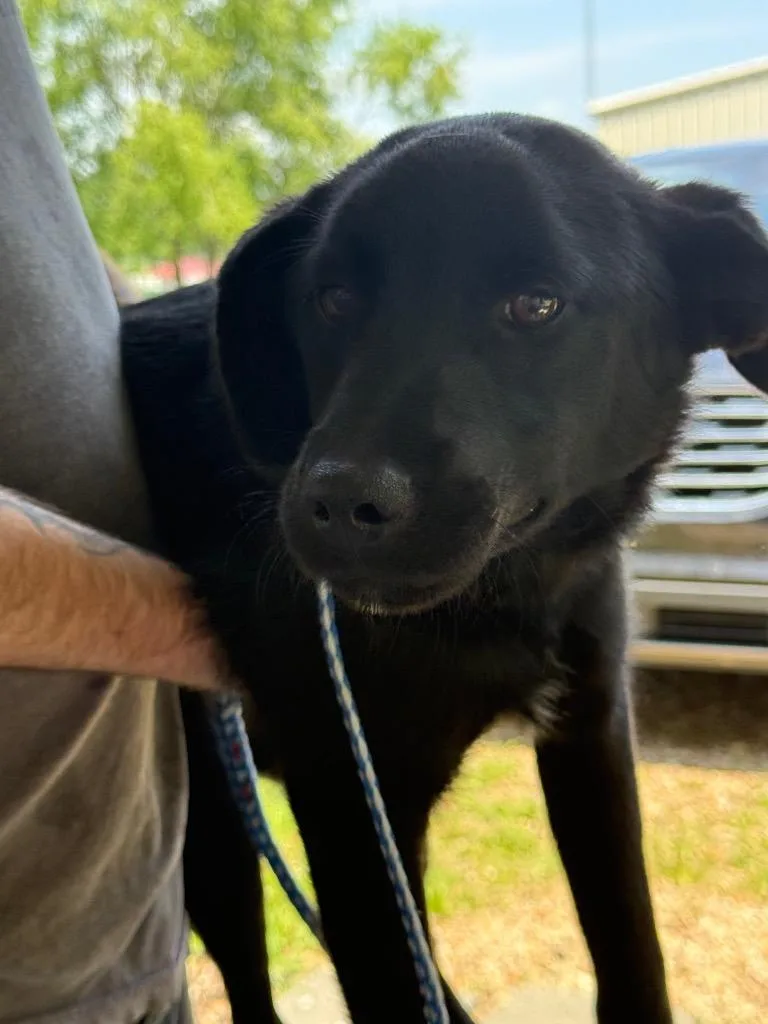 A baby medium-sized male Labrador Retriever dog named There for adoption in Saint Francisville, LA