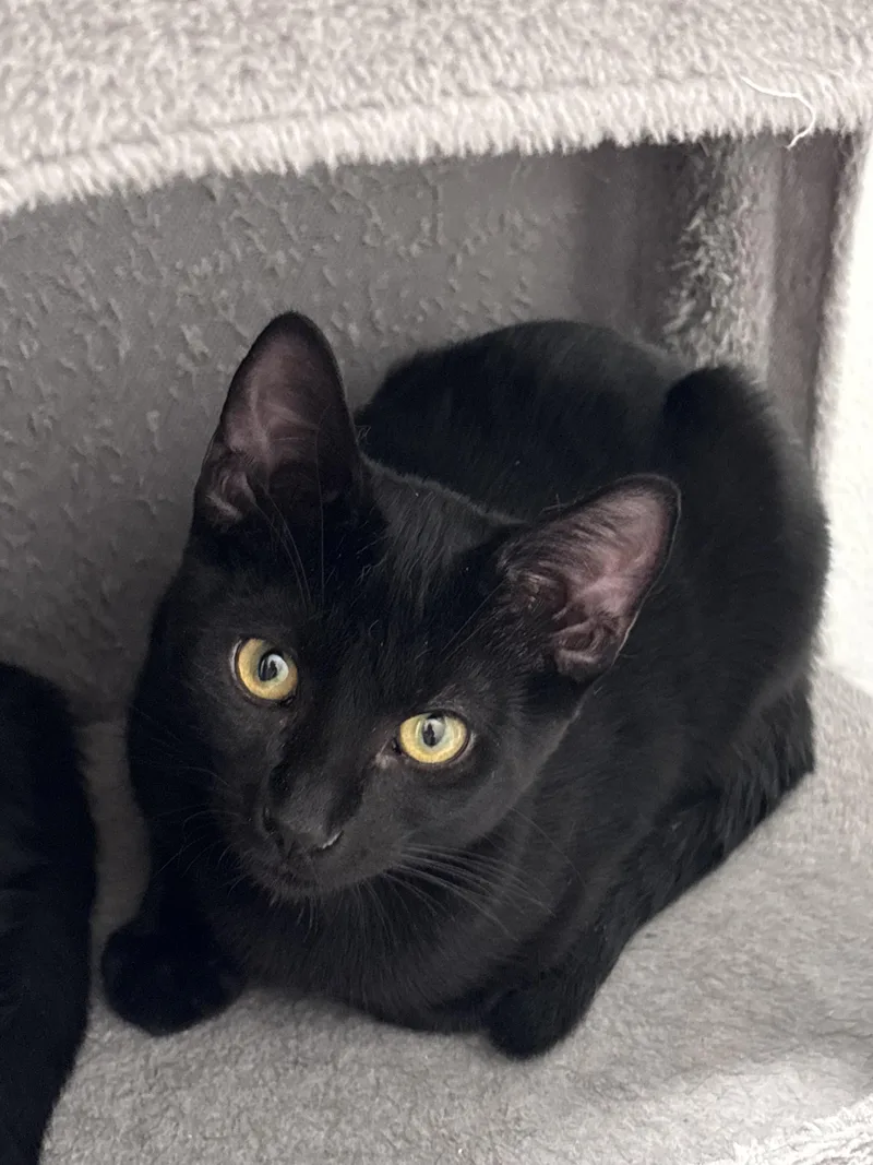 A baby medium-sized female Black Domestic Short Hair cat named Onyx for adoption in Liverpool, TX