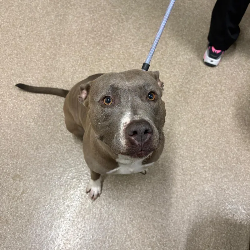 An adult medium-sized female Gray / Blue / Silver Pit Bull Terrier dog named Paris for adoption in League City, TX