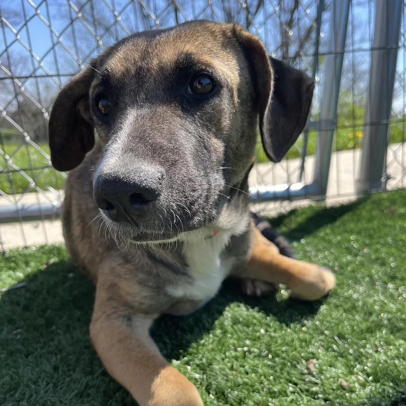 An adult medium-sized female Brown / Chocolate Black Mouth Cur dog named Margie for adoption in La Grange, KY