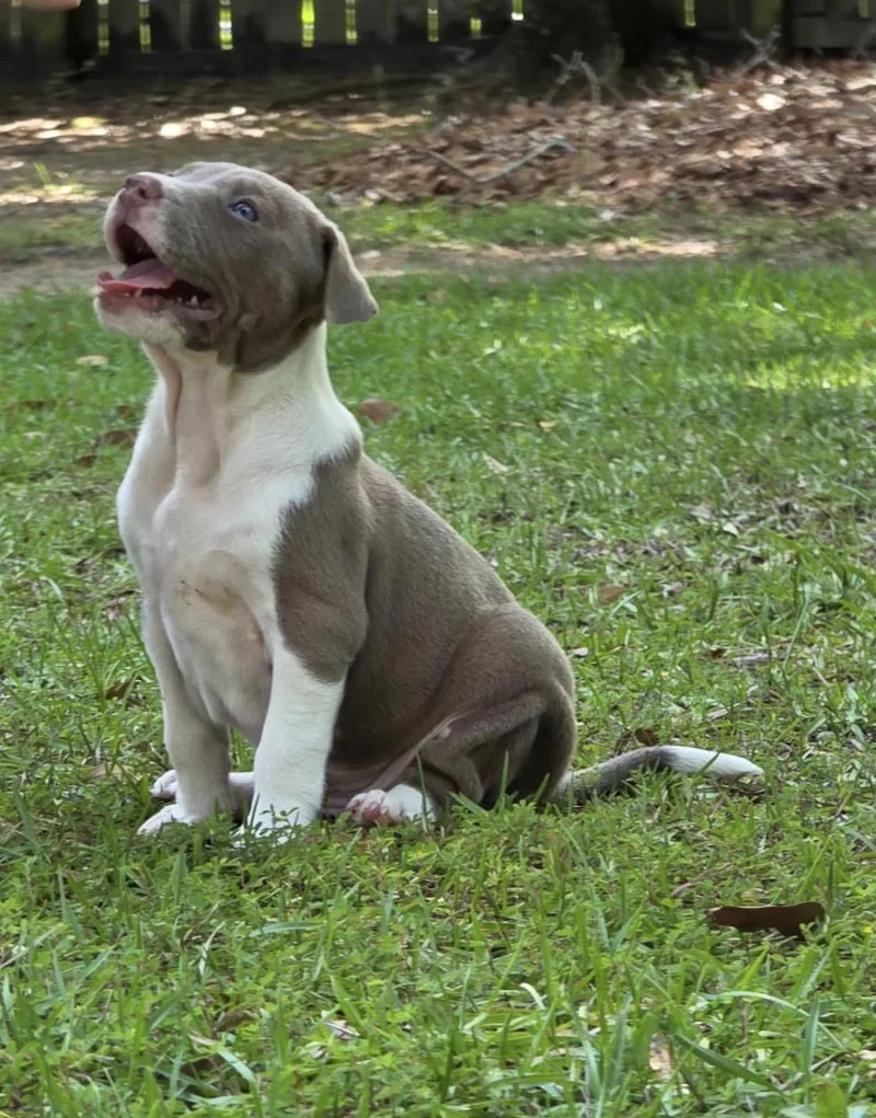 A baby medium-sized female Yellow / Tan / Blond / Fawn Pit Bull Terrier dog named Vureca for adoption in Semmes, AL